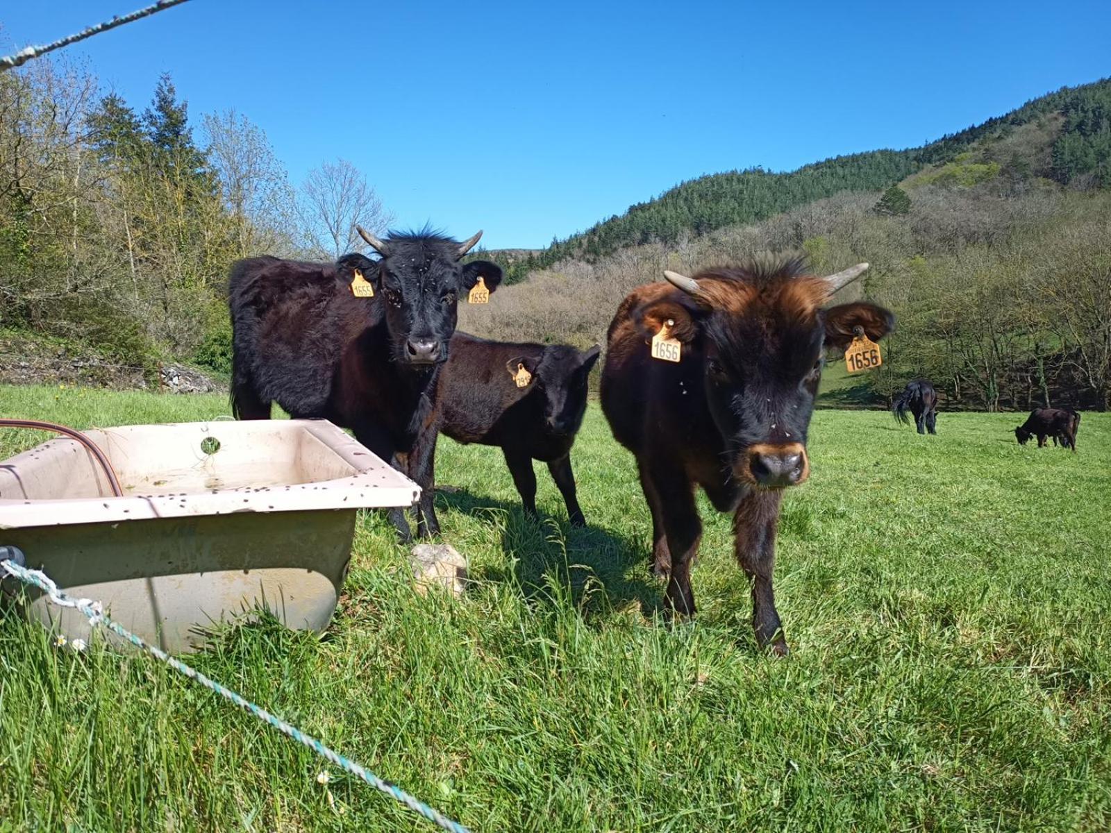 Ferme Les Therondels Saint-Pons-de-Thomieres Zewnętrze zdjęcie