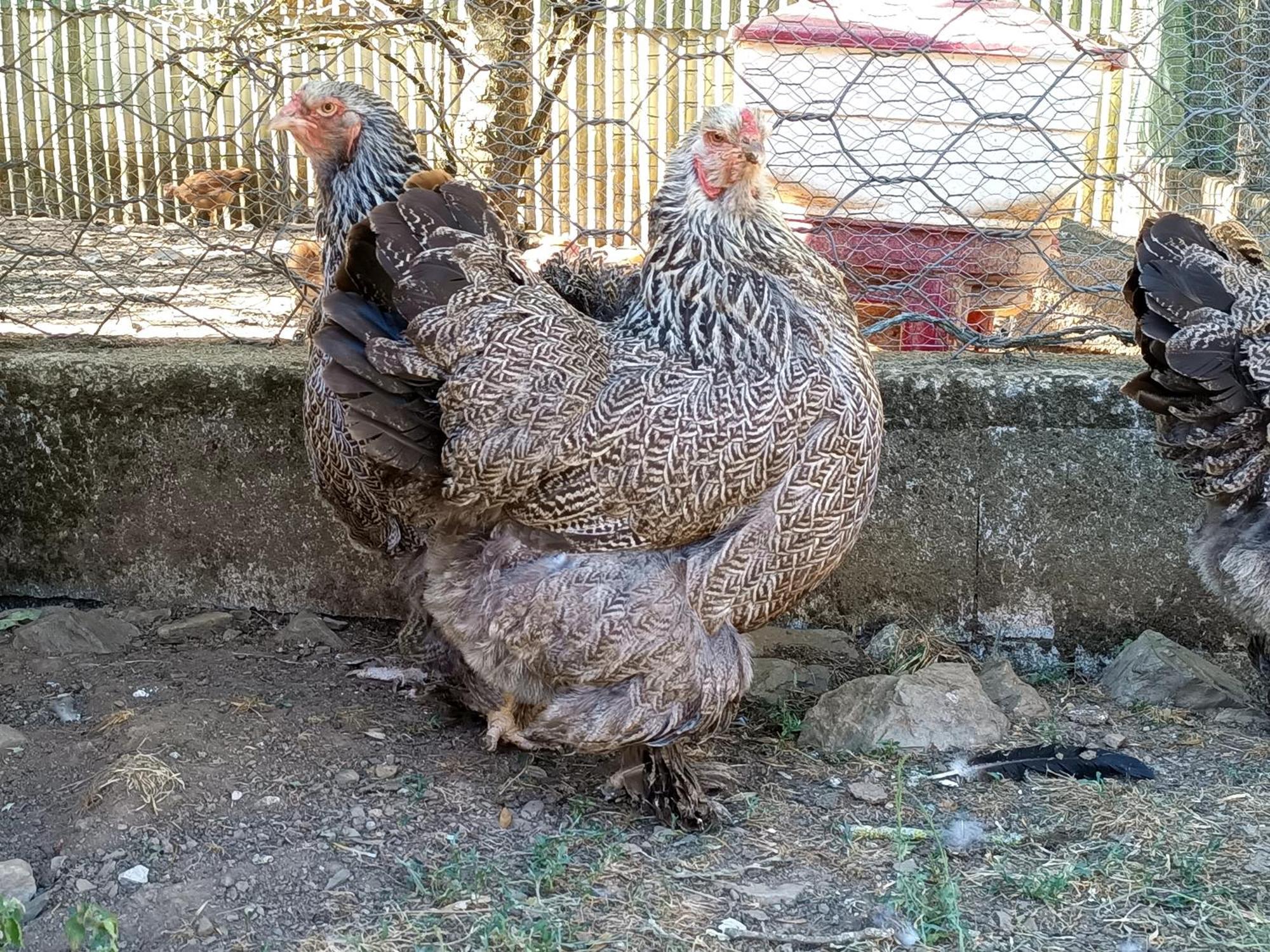 Ferme Les Therondels Saint-Pons-de-Thomieres Zewnętrze zdjęcie