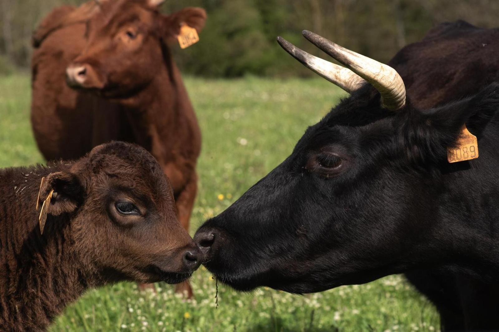 Ferme Les Therondels Saint-Pons-de-Thomieres Zewnętrze zdjęcie